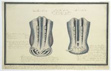 Upper and lower jaws of an Hippopotamus amphibius (Hippopotamus), c.1777-1778. Creator: Robert Jacob Gordon