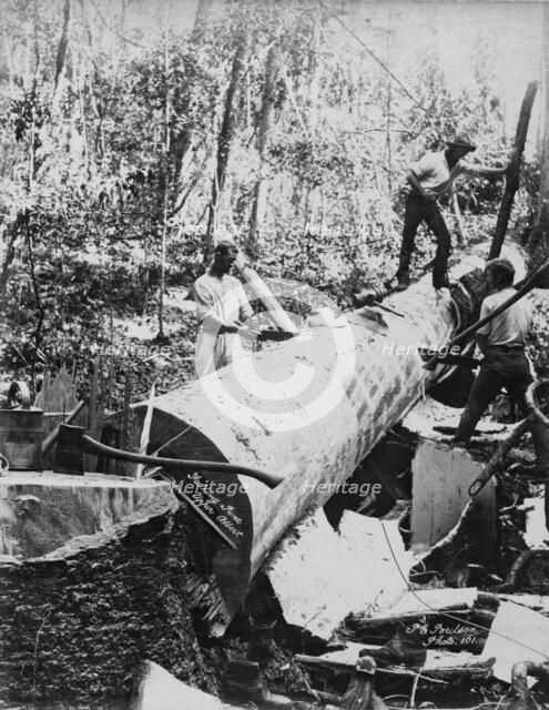 Upper Albert Falling Pine, 1894. Creator: Poul C Poulsen.
