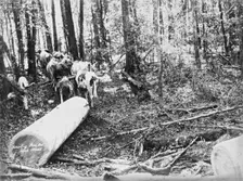 Upper Albert Hauling Pine, 1894. Creator: Poul C Poulsen