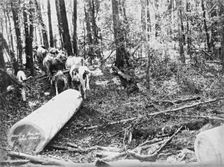 Upper Albert Hauling Pine, 1894. Creator: Poul C Poulsen