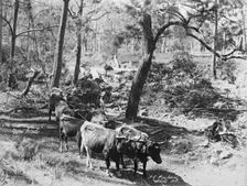 Upper Albert The last crossing, 1894. Creator: Poul C Poulsen