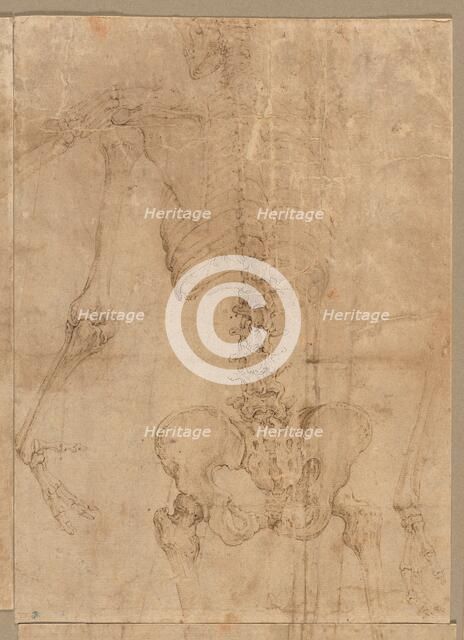 Upper Half of Skeleton from the Back, early 1540s. Creator: Battista Franco (Italian, c. 1510-1561).
