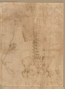 Upper Half of Skeleton from the Back, early 1540s. Creator: Battista Franco (Italian, c. 1510-1561)
