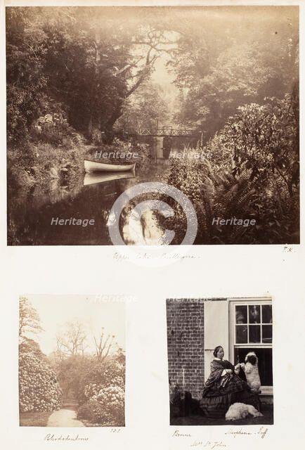 Upper Lake, Penllergare; Rhododendrons; Brome, Morphine Tuff, 1853-56. Creator: James Knight.