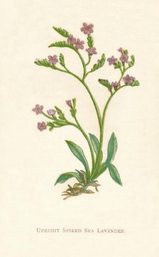 Upright Spiked Sea Lavender c1891, (1891). Artist: Anne Pratt