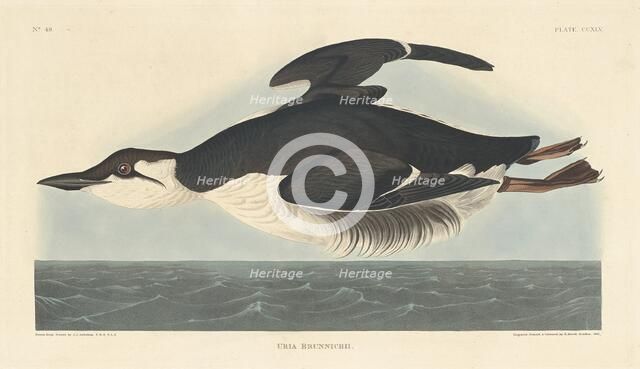 Uria Brunnichii, 1835. Creator: Robert Havell.
