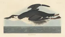 Uria Brunnichii, 1835. Creator: Robert Havell