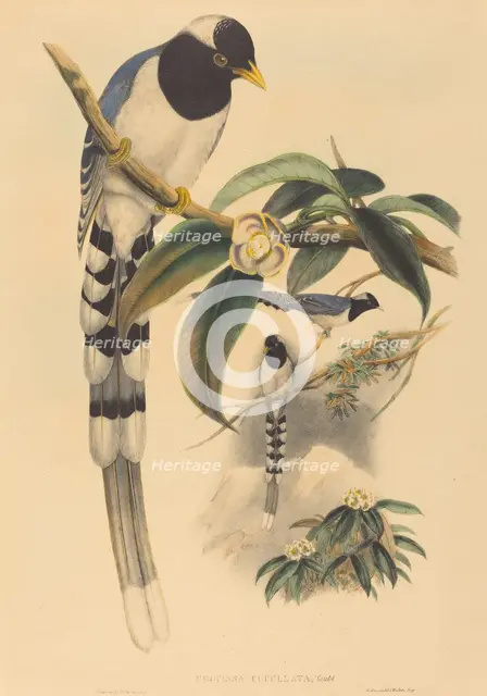 Urocissa cucullata, probably 1850/1883. Creators: John Gould, Henry Constantine Richter.