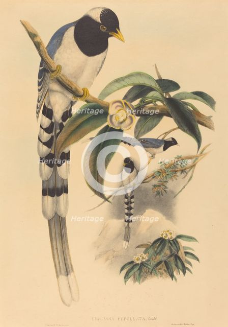 Urocissa cucullata, probably 1850/1883. Creators: John Gould, Henry Constantine Richter.