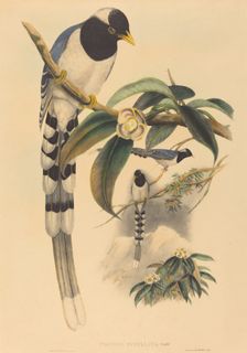 Urocissa cucullata, probably 1850/1883. Creators: John Gould, Henry Constantine Richter