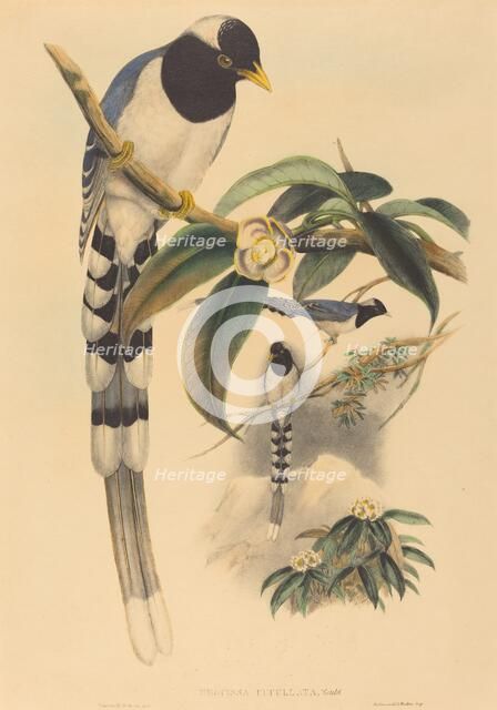 Urocissa cucullata, probably 1850/1883. Creators: John Gould, Henry Constantine Richter.