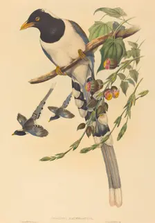 Urocissa magnirostris, probably 1850/1883. Creators: John Gould, Henry Constantine Richter