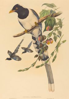Urocissa magnirostris, probably 1850/1883. Creators: John Gould, Henry Constantine Richter