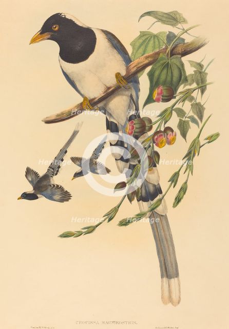 Urocissa magnirostris, probably 1850/1883. Creators: John Gould, Henry Constantine Richter.