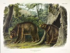 Ursus Americanus, Cinnamon Bear, 1845