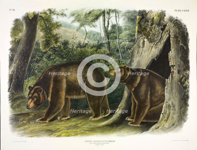 Ursus Americanus, Cinnamon Bear, 1845.