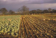 Use of fence, to control winter feeding for sheep, Glamis, Scotland, 20th century. Artist: CM Dixon