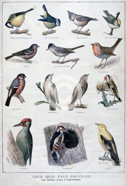 Useful birds in agriculture, 1896. Artist: A Clement