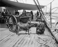 U.S.S. New York, Admiral Sampson's son and "Pitch" the mascot, (1899?). Creator: Unknown