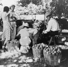 Utah farm family in the orchard at peach harvest, near Springdale, Utah, 1938. Creator: Dorothea Lange