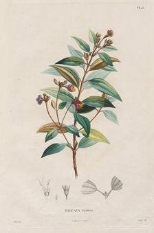 Voyage aux Régions équinoxiales du nouveau continent, fait dans les années 1709 à 1804..., 1816-1823 Creator: Alexander, Freiherr von Humboldt (German, 1769-1859)