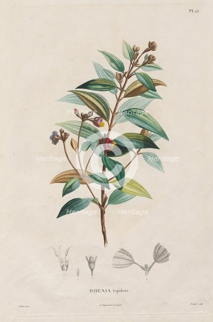 Voyage aux Régions équinoxiales du nouveau continent, fait dans les années 1709 à 1804..., 1816-1823 Creator: Alexander, Freiherr von Humboldt (German, 1769-1859).