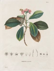 Voyage aux Régions équinoxiales du nouveau continent, fait dans les années 1709 à 1804..., 1816-1823 Creator: Alexander, Freiherr von Humboldt (German, 1769-1859)