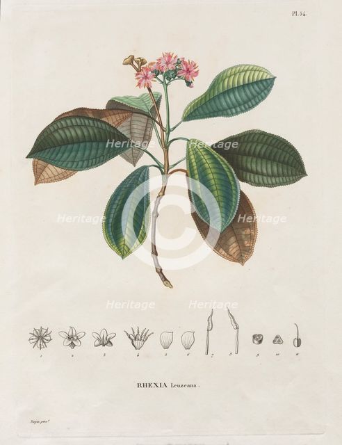 Voyage aux Régions équinoxiales du nouveau continent, fait dans les années 1709 à 1804..., 1816-1823 Creator: Alexander, Freiherr von Humboldt (German, 1769-1859).