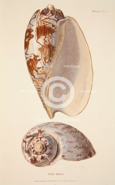 Voluta Miltonis, pub. 1833 (hand coloured engraving). Creator: English School (17th Century).