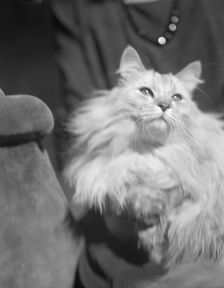 Von Karlowski cat, portrait photograph, 1920 Sept. 2. Creator: Arnold Genthe
