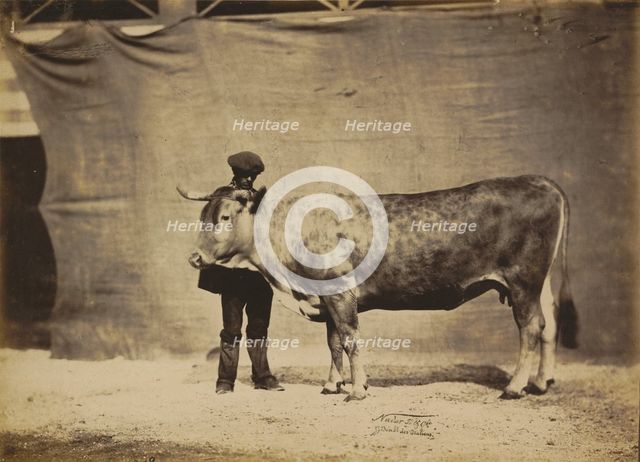 Vache Garonnaise, agée de 5 à 6 ans, 1856. Creator: Adrien Alban Tournachon.
