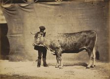 Vache Garonnaise, agée de 5 à 6 ans, 1856. Creator: Adrien Alban Tournachon