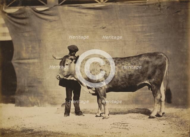 Vache Garonnaise, agée de 5 à 6 ans, 1856. Creator: Adrien Alban Tournachon.