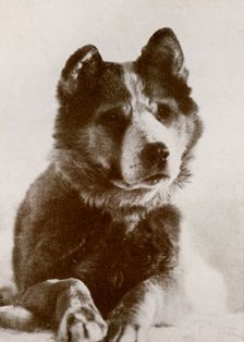 'Vaida c1910–1913, (1913). Artist: Herbert Ponting