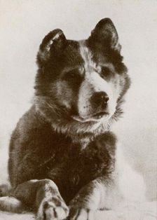 'Vaida c1910–1913, (1913). Artist: Herbert Ponting