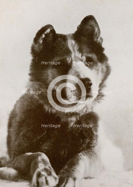 ''Vaida', c1910–1913, (1913).  Artist: Herbert Ponting.