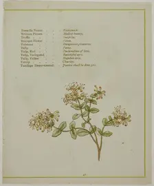 Valerian Through Volkamenia, from The Illuminated Language of Flowers, published 1884. Creators: Edmund Evans, Catherine Greenaway