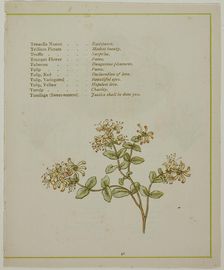 Valerian Through Volkamenia, from The Illuminated Language of Flowers, published 1884. Creators: Edmund Evans, Catherine Greenaway
