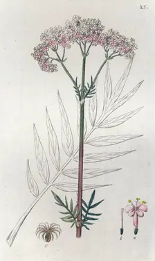 Valerian (Valeriana officinalis), 1804-1811. Creator: Johan Wilhelm Palmstruch