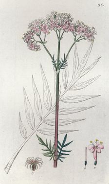 Valerian (Valeriana officinalis), 1804-1811. Creator: Johan Wilhelm Palmstruch