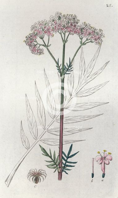 Valerian (Valeriana officinalis), 1804-1811. Creator: Johan Wilhelm Palmstruch.