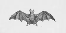 Vampire Bat c1885, (1890). Artist: Robert Taylor Pritchett