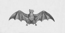 Vampire Bat c1885, (1890). Artist: Robert Taylor Pritchett