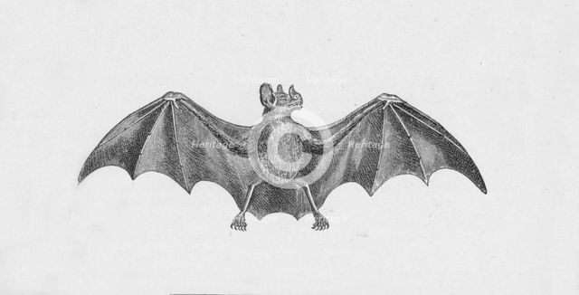 'Vampire Bat',  c1885, (1890). Artist: Robert Taylor Pritchett.