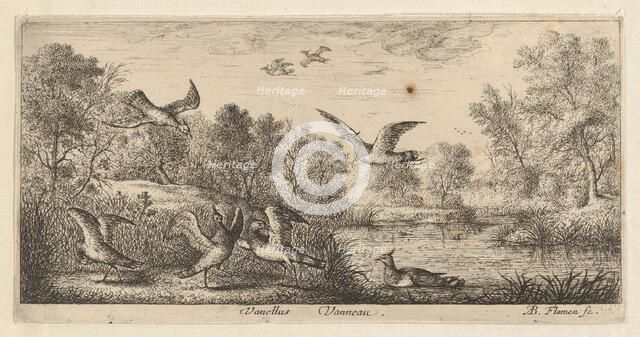 Vanellus, Vanneau (The Lapwing): Livre d'Oyseaux (Book of Birds), 1655-1660. Creator: albert flamen.