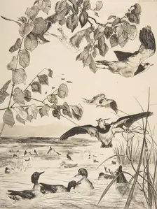 Vanneaux et Sarcelles, 1862. Creator: Felix Bracquemond