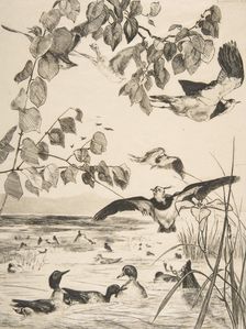 Vanneaux et Sarcelles, 1862. Creator: Felix Bracquemond