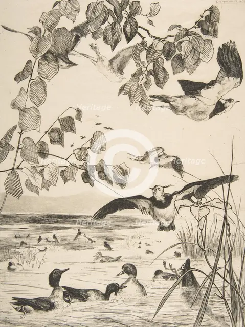 Vanneaux et Sarcelles, 1862. Creator: Felix Bracquemond.