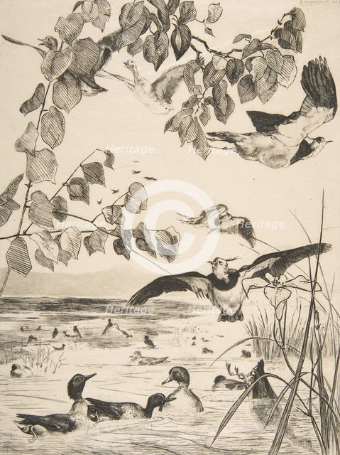 Vanneaux et Sarcelles, 1862. Creator: Felix Bracquemond.