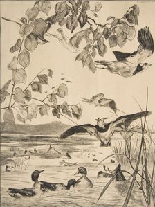 Vanneaux et Sarcelles, 1862. Creator: Felix Bracquemond